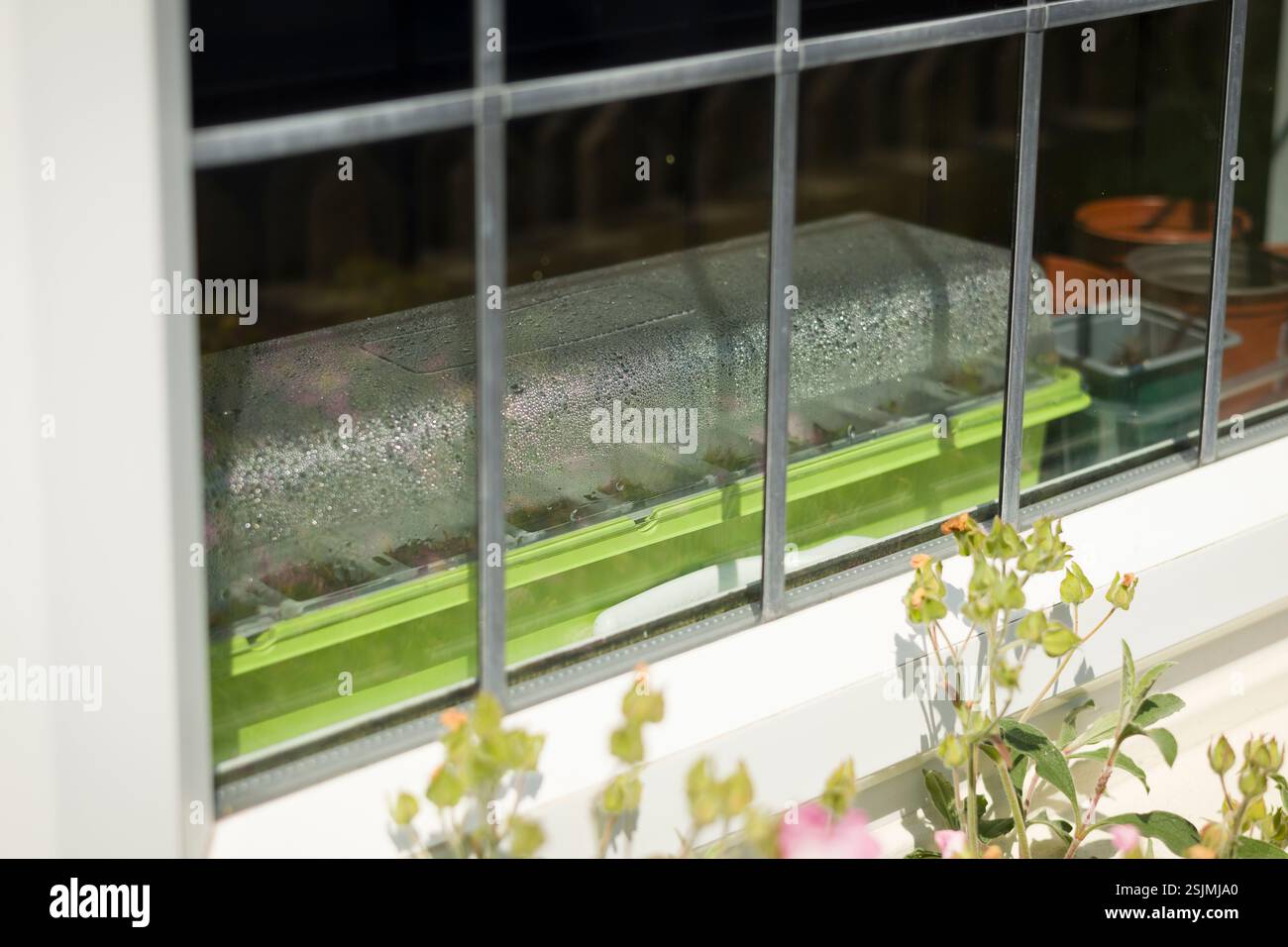 Propagatore di piante su davanzale. Propagazione di piantine in interni in una casa del Regno Unito in primavera Foto Stock