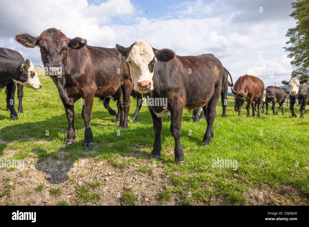 Mandria di giovani vitelli di manzo Hereford. Mucche in un campo che guarda la telecamera. Buckinghamshire, Regno Unito Foto Stock