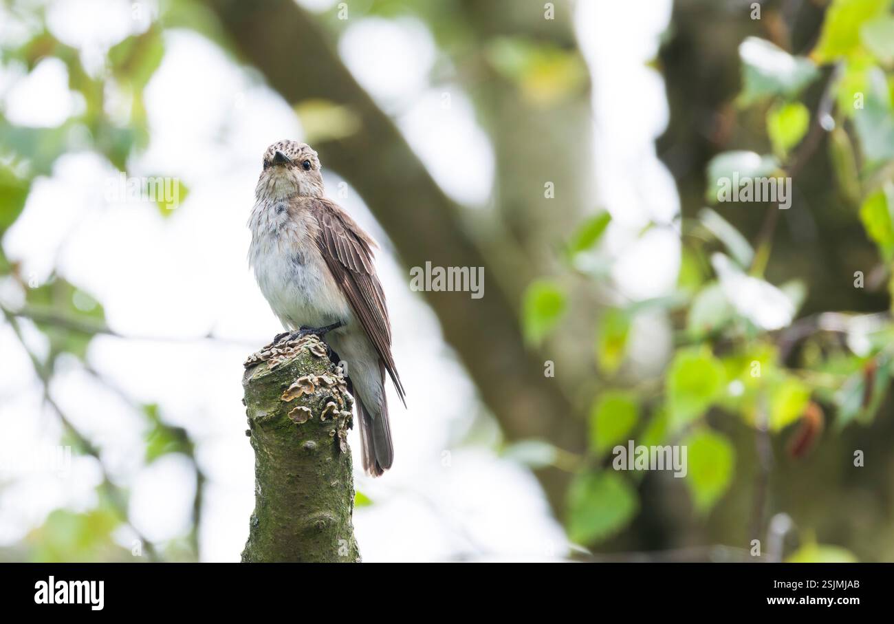 Il flycatcher maculato (Muscicapa striata) seduto su un arbusto in un giardino britannico con alberi sullo sfondo Foto Stock