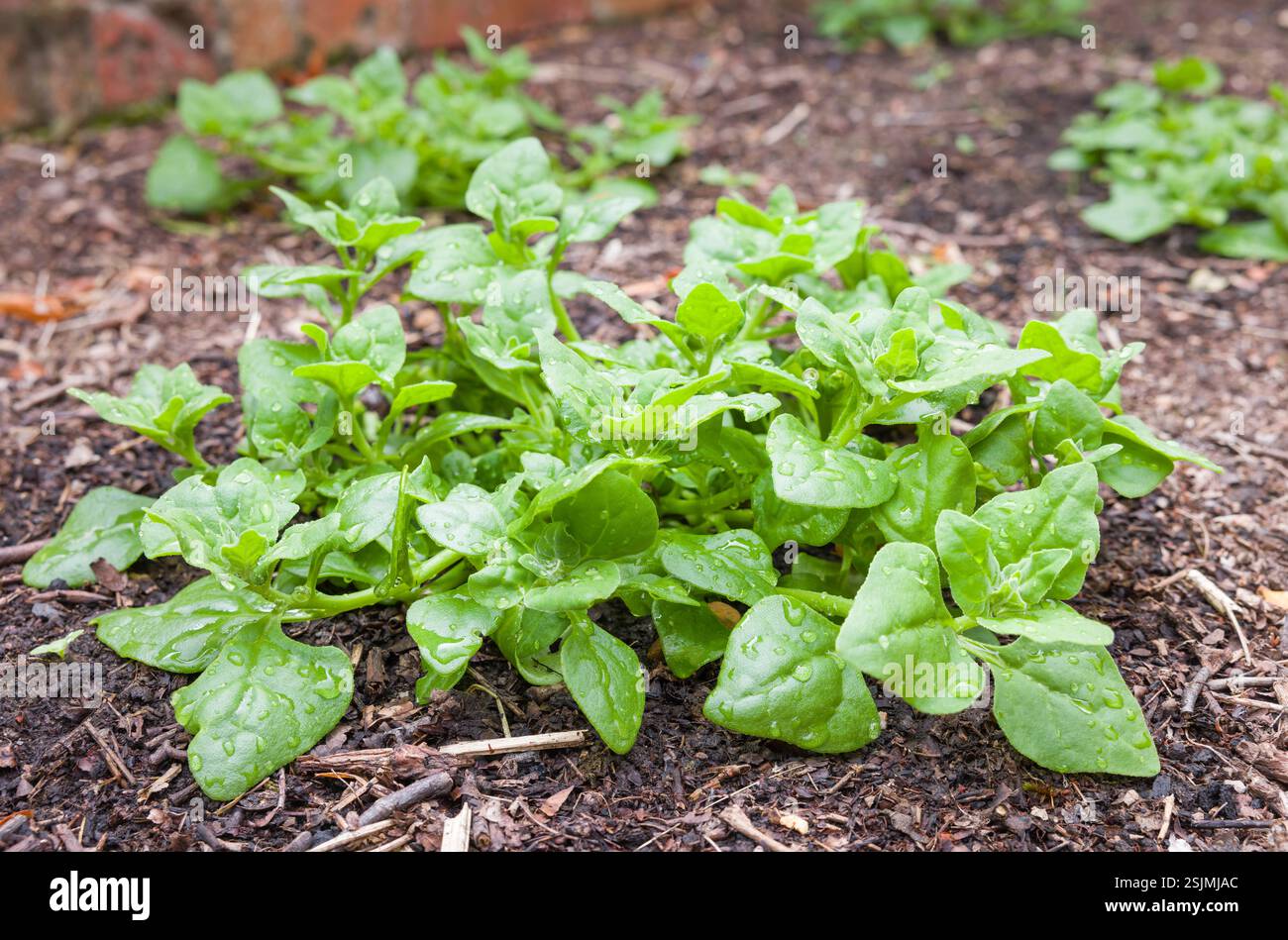 Pianta di spinaci della nuova Zelanda (Tetragonia tetragonioides) che cresce in un giardino, Regno Unito Foto Stock