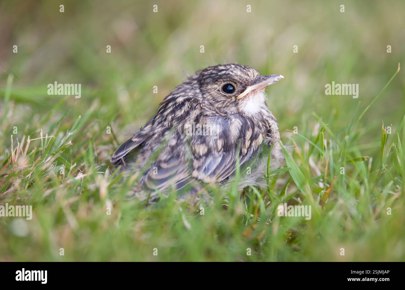 Pulcino maculato (Muscicapa striata). Uccellino seduto a terra nell'erba di un prato del giardino britannico Foto Stock