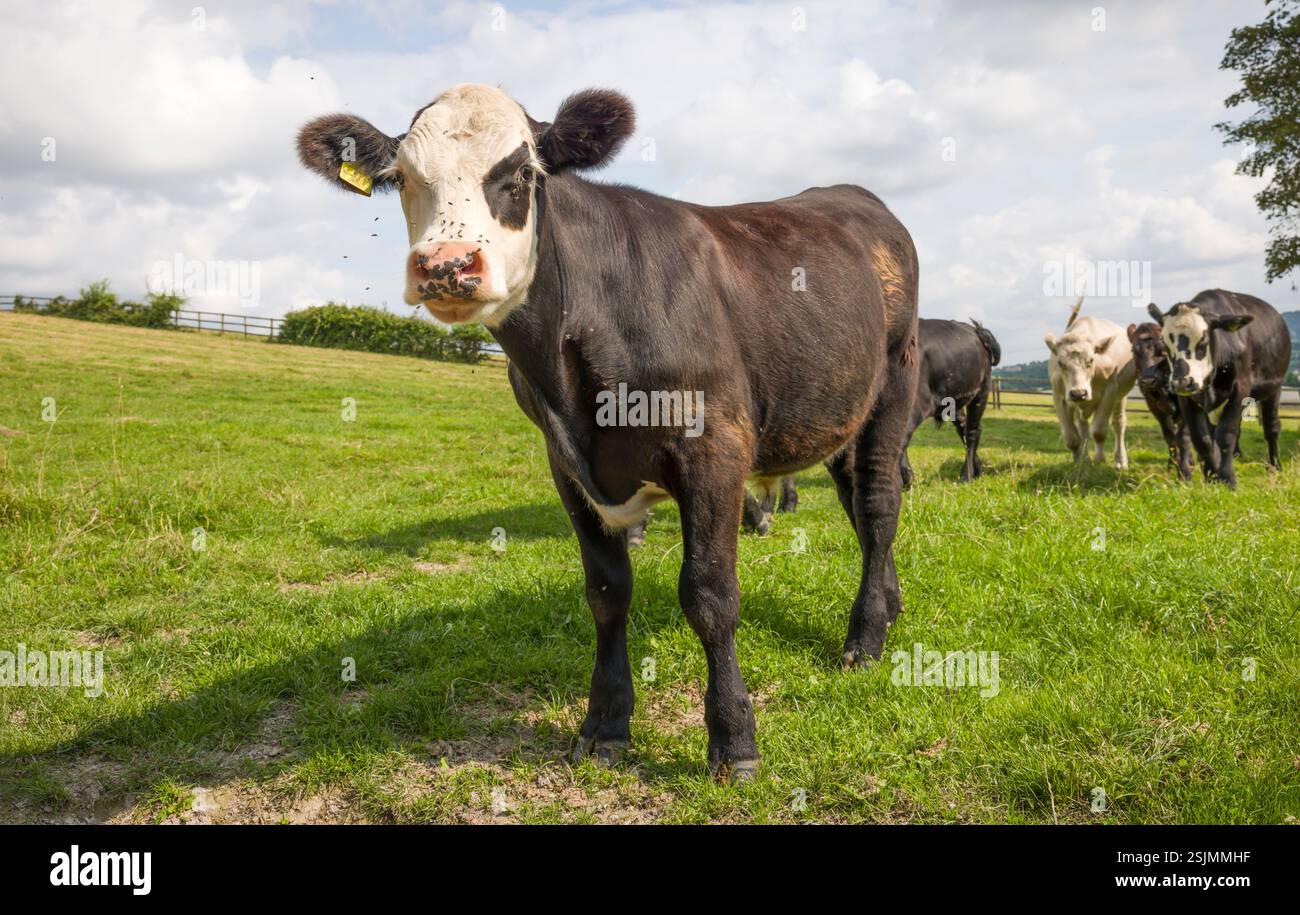 Giovane vitello di manzo Hereford. Branco di mucche in un campo che guarda la telecamera. Buckinghamshire, Regno Unito Foto Stock