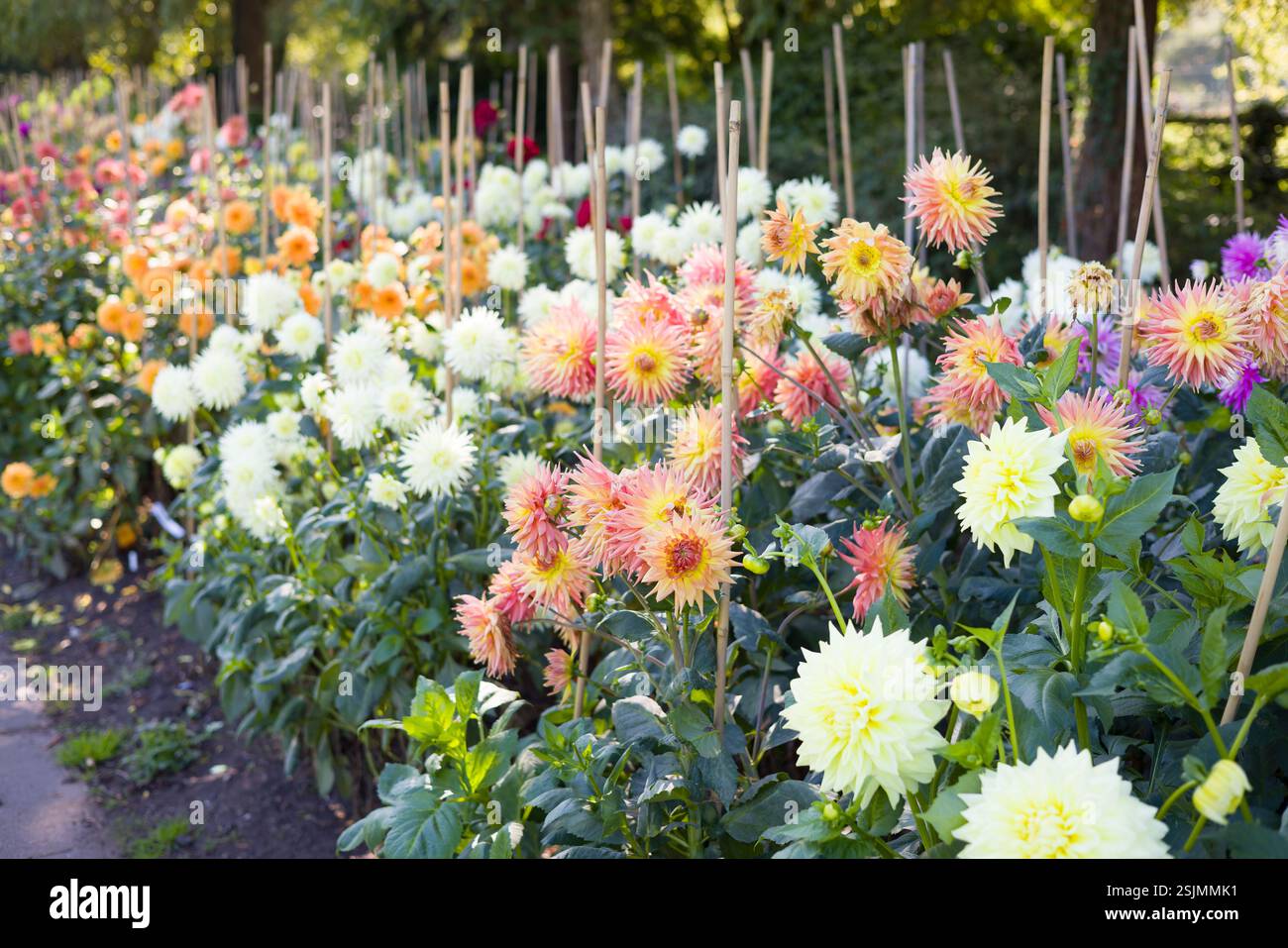 File di dalie multicolore in fiore. Dahlia Beds, Valley Gardens, Harrogate, Regno Unito Foto Stock