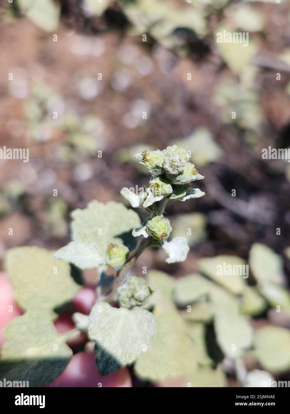 San Diego Bursage (Ambrosia chenopodiifolia), Plantae, Ensenada, MX-BN, MX Foto Stock