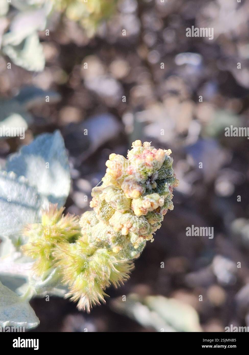 San Diego Bursage (Ambrosia chenopodiifolia), Plantae, Ensenada, MX-BN, MX Foto Stock