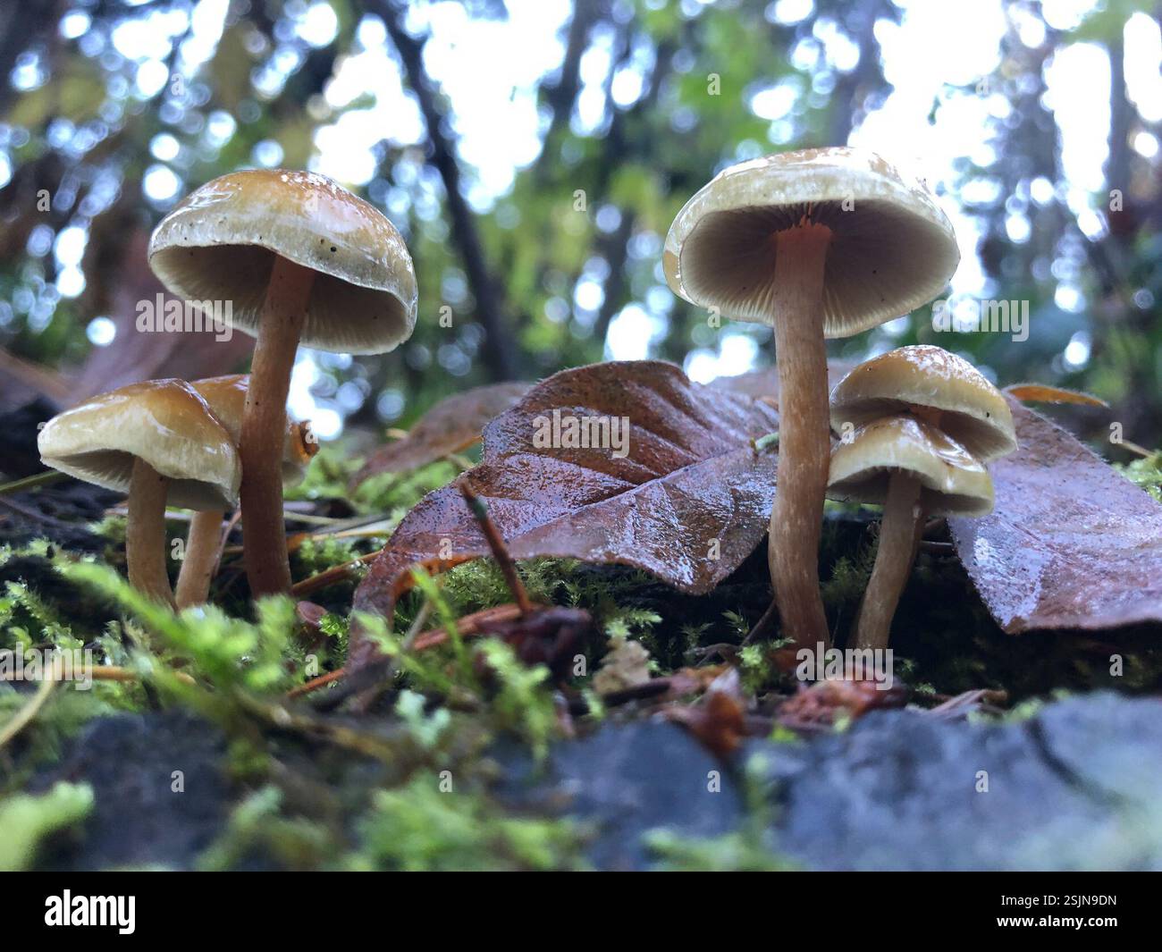 (Hypholoma), funghi, Spencer Butte Park, Eugene, OR, NOI Foto Stock