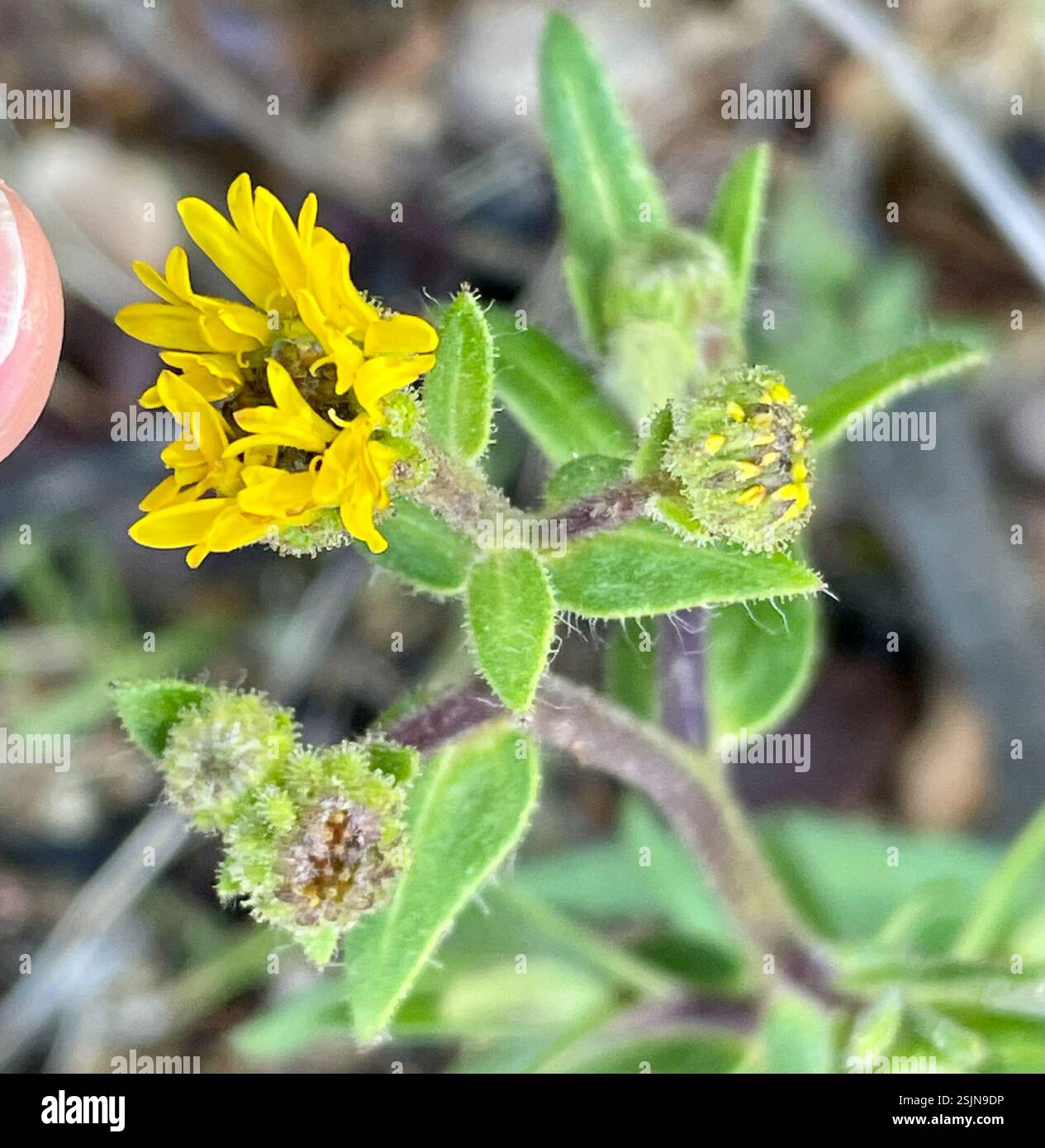 Woodland madia (Anisocarpus madioides), Plantae, Julia Pfeiffer Burns State Park, Big Sur, CALIFORNIA, USA, Tarweed Growing at elev. 2000 m nel bosco di tanak vicino alla costa. Woodland Madia (Anisocarpus madioides) alias Woodland Tarweed. Pianta autoctona, perenne, ghiandolare, poco ramificata che cresce in boschi umidi, semi-ombreggiati, di conifere o misti. Le foglie basali sono una rosetta di pelosa grossolana, leggermente dentata, lunga 5-10 cm con punte acute. Le foglie di Cauline sono opposte verso la base della pianta, ma si alternano verso la parte superiore. L'infiorescenza si trova sulla punta di ogni ramo. I boccioli sono arrotondati e. Foto Stock