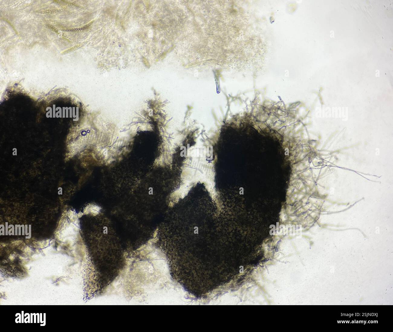 (Sporormiella tela), funghi, Bronx, NY, Stati Uniti, spore 73-86μm x und 8,5-11,5μm. Corpi fruttiferi multipli estremamente tomentosi coperti da una trama miceliale nera Pseudothecia fino a 0,6 mm di larghezza. 7-11 cellule cellulari, 8 cellule più comuni, seguite da 9 e 10 cellule, 11 e 7 cellule rare che crescono su sterco di branta canadensis menzionato da Richardson dall'Islanda; nuovo clade non descritto, potenzialmente in Preussia piuttosto che Sporormiella corrisponde a un campione di terreno proveniente dall'altopiano tibetano con 3bp di differenza (4600m di altitudine) e due campioni di suolo estoni per albero filogenetico vedere l'ultima immagine sequenza LSU OR226402 olotipo per Foto Stock