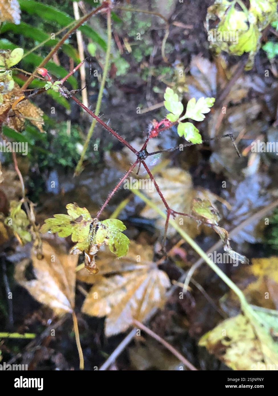 Herb Robert (Geranium robertianum), Plantae, Spencer Butte Park, Eugene, OR, NOI Foto Stock