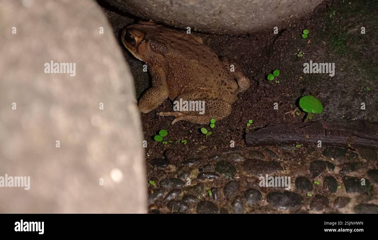 Rospo comune asiatico (Duttaphrynus melanostictus), Amphibia, X92V+XHM, Sekaran, Gunung Pati, Semarang City, Giava centrale 50229, Indonesia Foto Stock