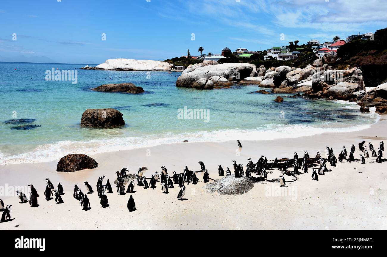 Pinguino africano, Spheniscus demersus, Boulders Beach, Simon's Town, città del Capo, Cape Occidentale, Sudafrica, Foto Stock