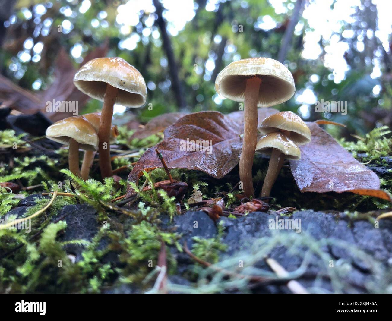 (Hypholoma), funghi, Spencer Butte Park, Eugene, OR, NOI Foto Stock