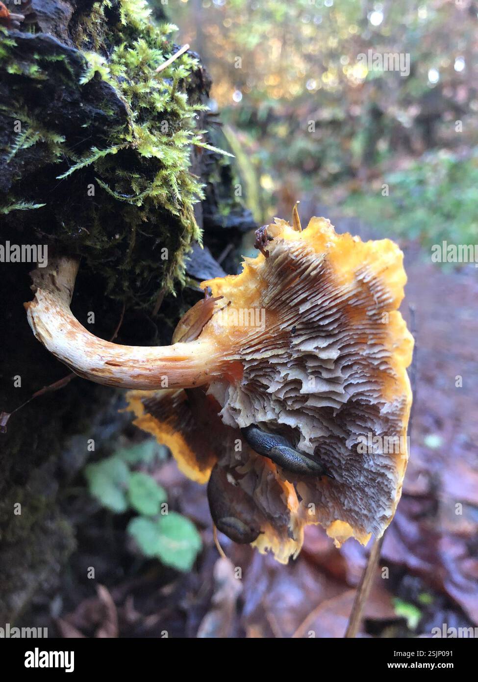 Funghi, funghi da staffa, palle di puffa e alleati (Agaricomycetes), funghi, Spencer Butte Park, Eugene, OREGON, USA Foto Stock