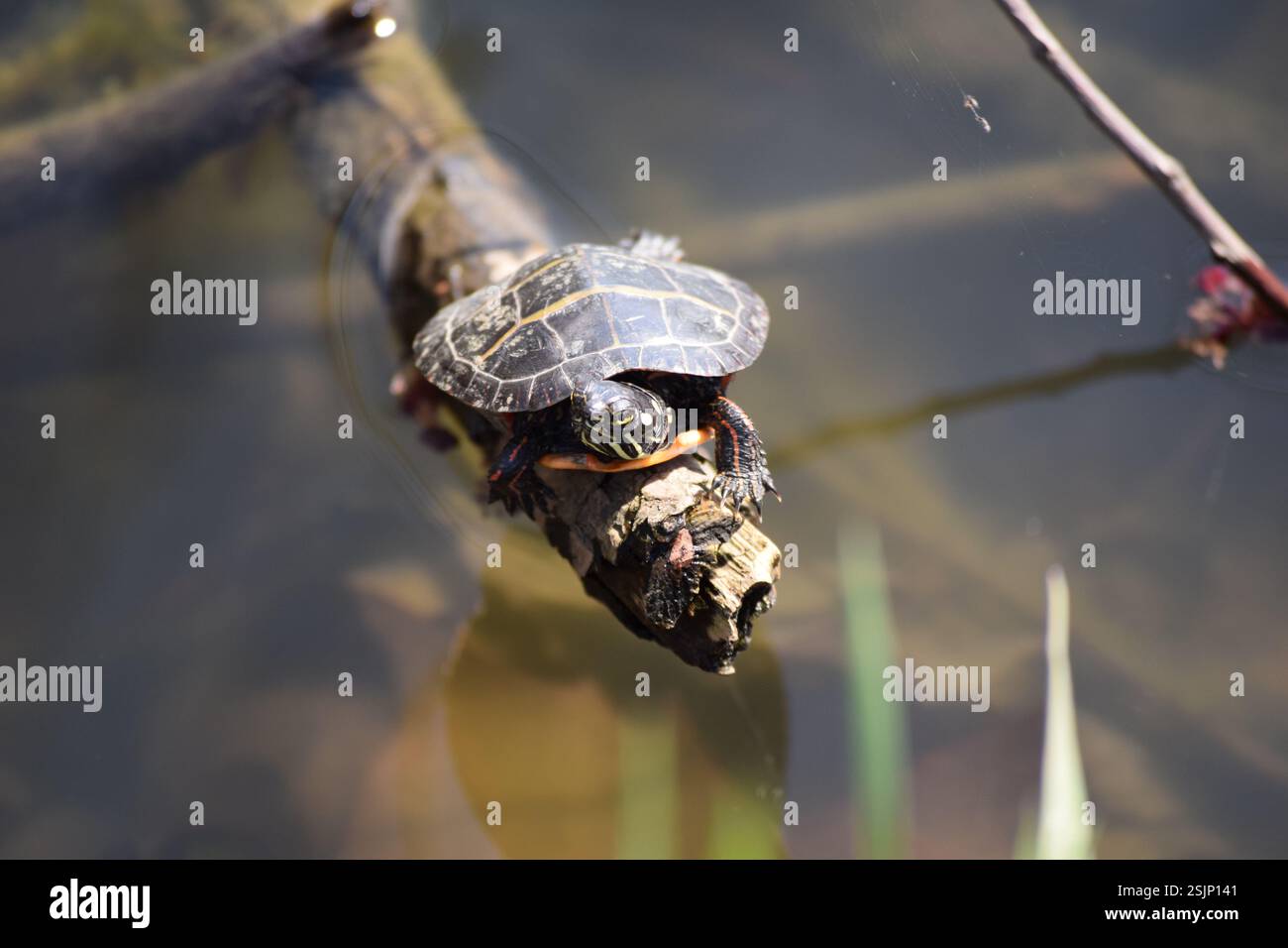 Le tartarughe si crogiolano nel laghetto in una giornata di sole, riposando sulla roccia nell'habitat naturale di acqua dolce Foto Stock