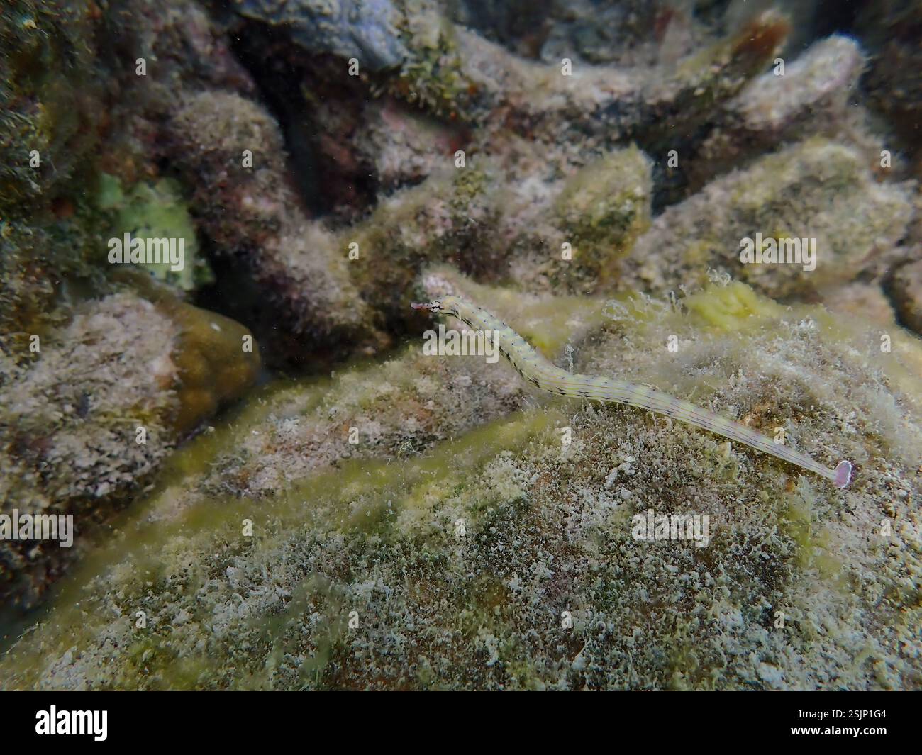Messmate Pipefish (Corythoichthys intestinalis) che nuotano tra le barriere coralline dell'isola Bawean, Giava Orientale, Indonesia Foto Stock