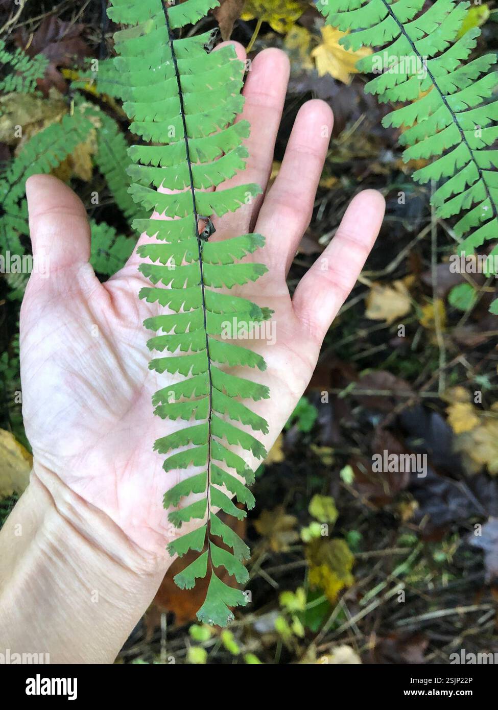 WESTERN Maidenhair Fern (Adiantum aleuticum aleuticum), Plantae, Spencer Butte Park, Eugene, OR, NOI Foto Stock