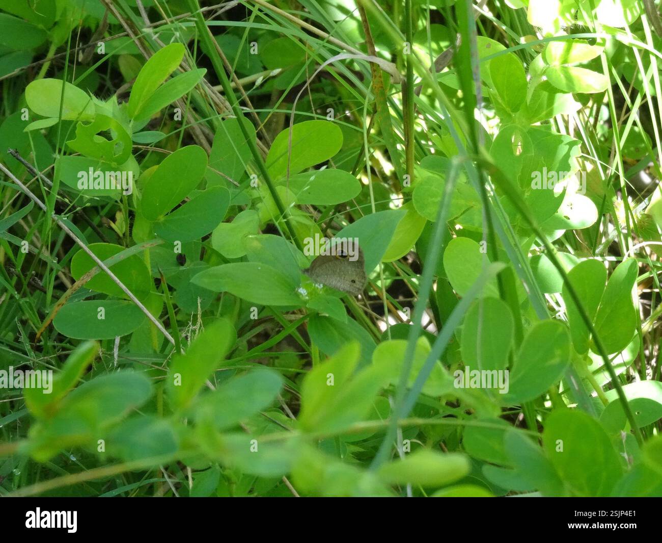 Dusky Knight (Ypthima Arctous), Insecta, Townsville QLD, Australia Foto Stock