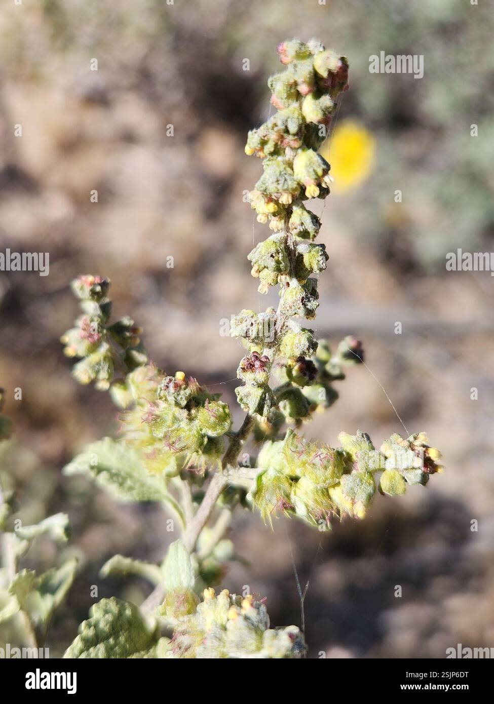 San Diego Bursage (Ambrosia chenopodiifolia), Plantae, Ensenada, MX-BN, MX Foto Stock