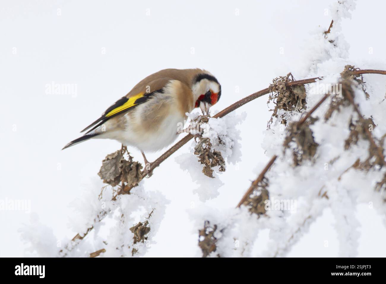 European goldfinch (Carduelis carduelis), l'alimentazione di uccelli adulti con semi di ortica ricoperti di neve in inverno, Inghilterra, Regno Unito, Europa Foto Stock