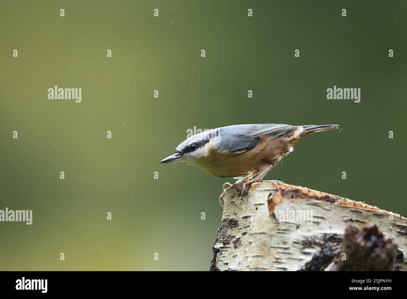 Nuthatch eurasiatico (Sitta europaea) uccello adulto su un ceppo d'albero in un bosco, Inghilterra, Regno Unito, Europa Foto Stock