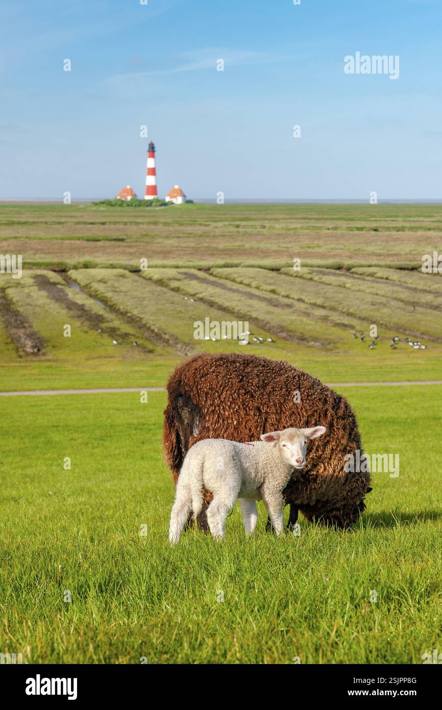 Una pecora bruna e un agnello bianco pascolano su una diga nel Mare del Nord, sullo sfondo il faro di Westerheversand, Westerhever, penisola di Eiderstedt, Foto Stock