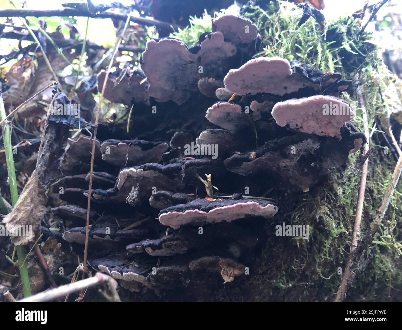 Funghi compresi licheni (funghi), funghi, Spencer Butte Park, Eugene, O NOI Foto Stock