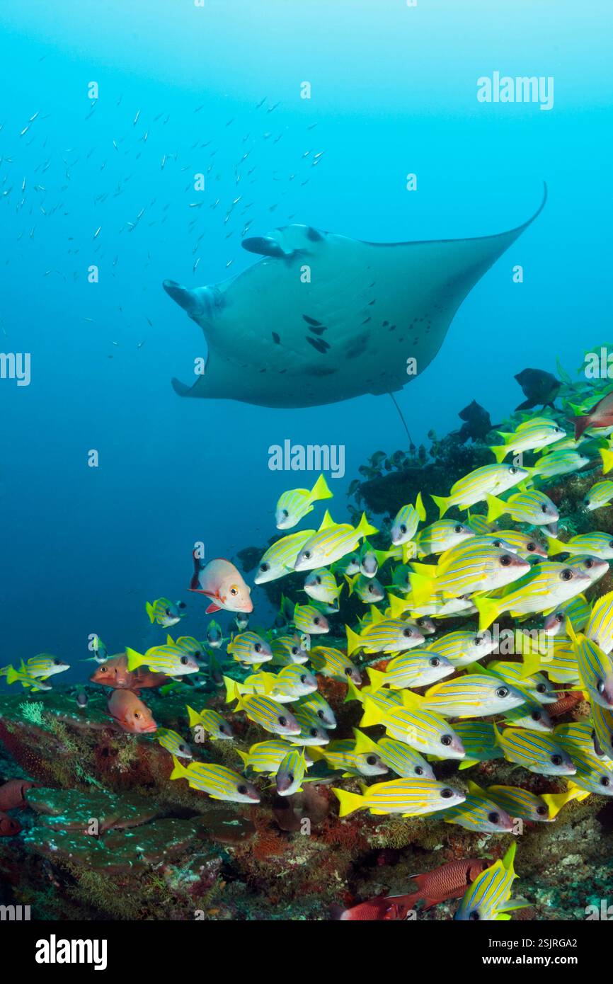 Reef Manta Ray and Bluestripe snapper, Manta alfredi, Lutjanus kasmira, Atollo Ari, Oceano Indiano, Maldive Foto Stock