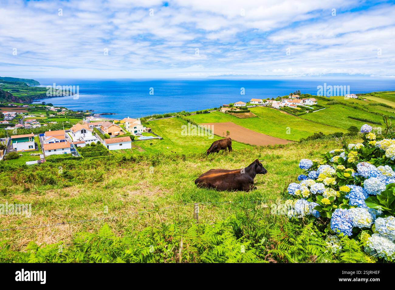 Mucche che pascolano su un campo verde in un paesaggio tropicale rurale con oceano blu sullo sfondo, isola di Faial, Azzorre, Portogallo Foto Stock