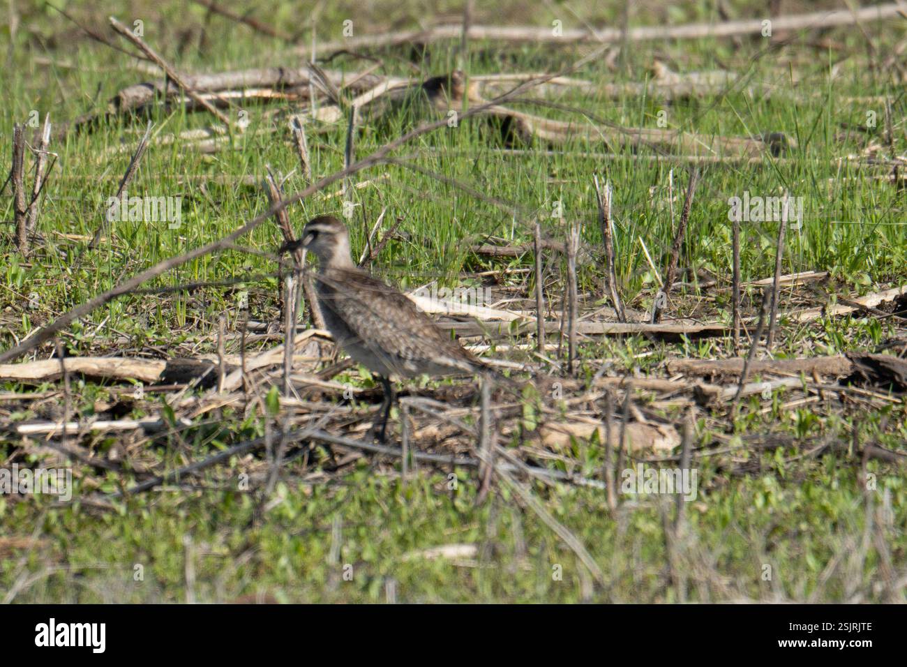 American Golden Plover (Pluvialis dominica), Aves, Lake Texoma, Sadler, Texas, NOI Foto Stock
