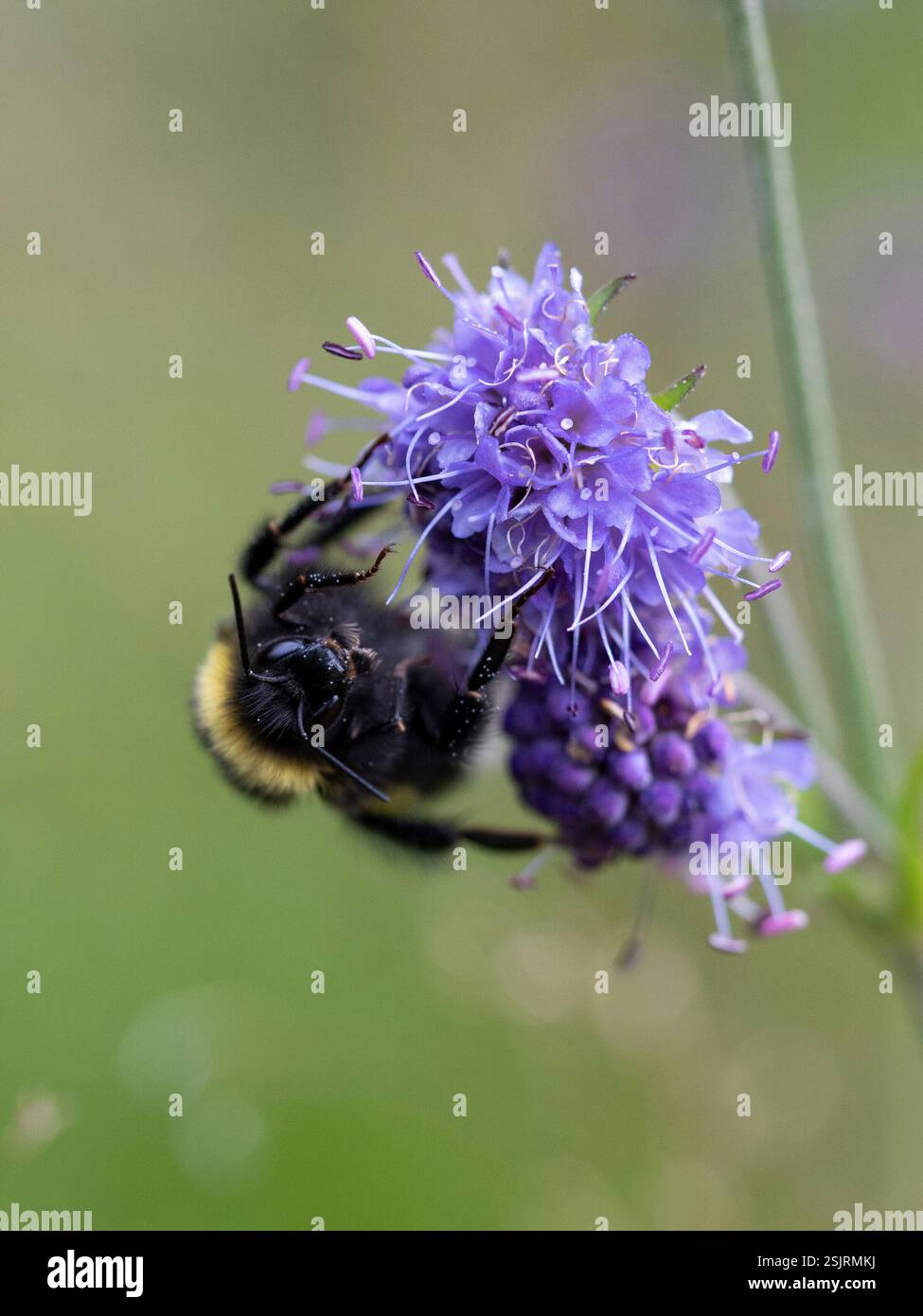 Bumblebee che raccoglie polline su un fiore di lavanda, macro shot in un prato Foto Stock