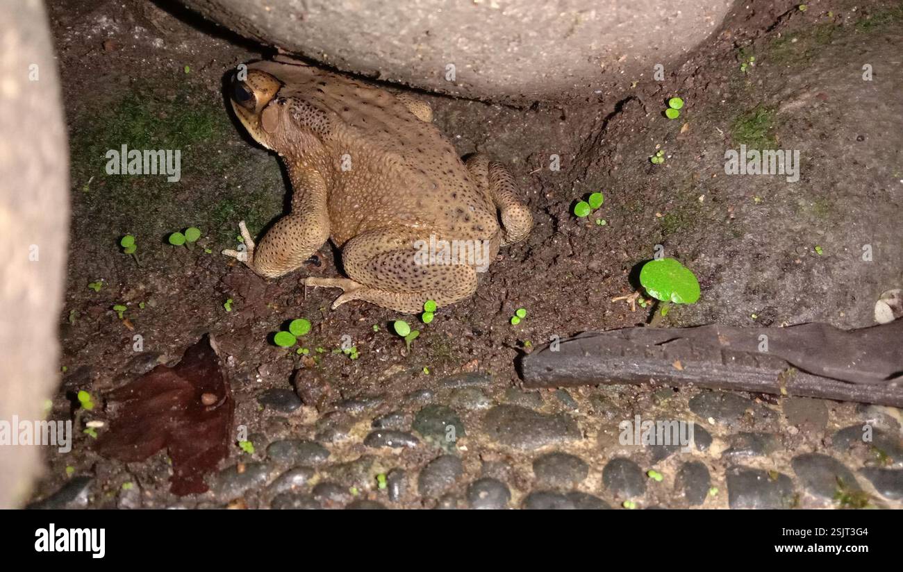 Rospo comune asiatico (Duttaphrynus melanostictus), Amphibia, X92V+XHM, Sekaran, Gunung Pati, Semarang City, Giava centrale 50229, Indonesia Foto Stock