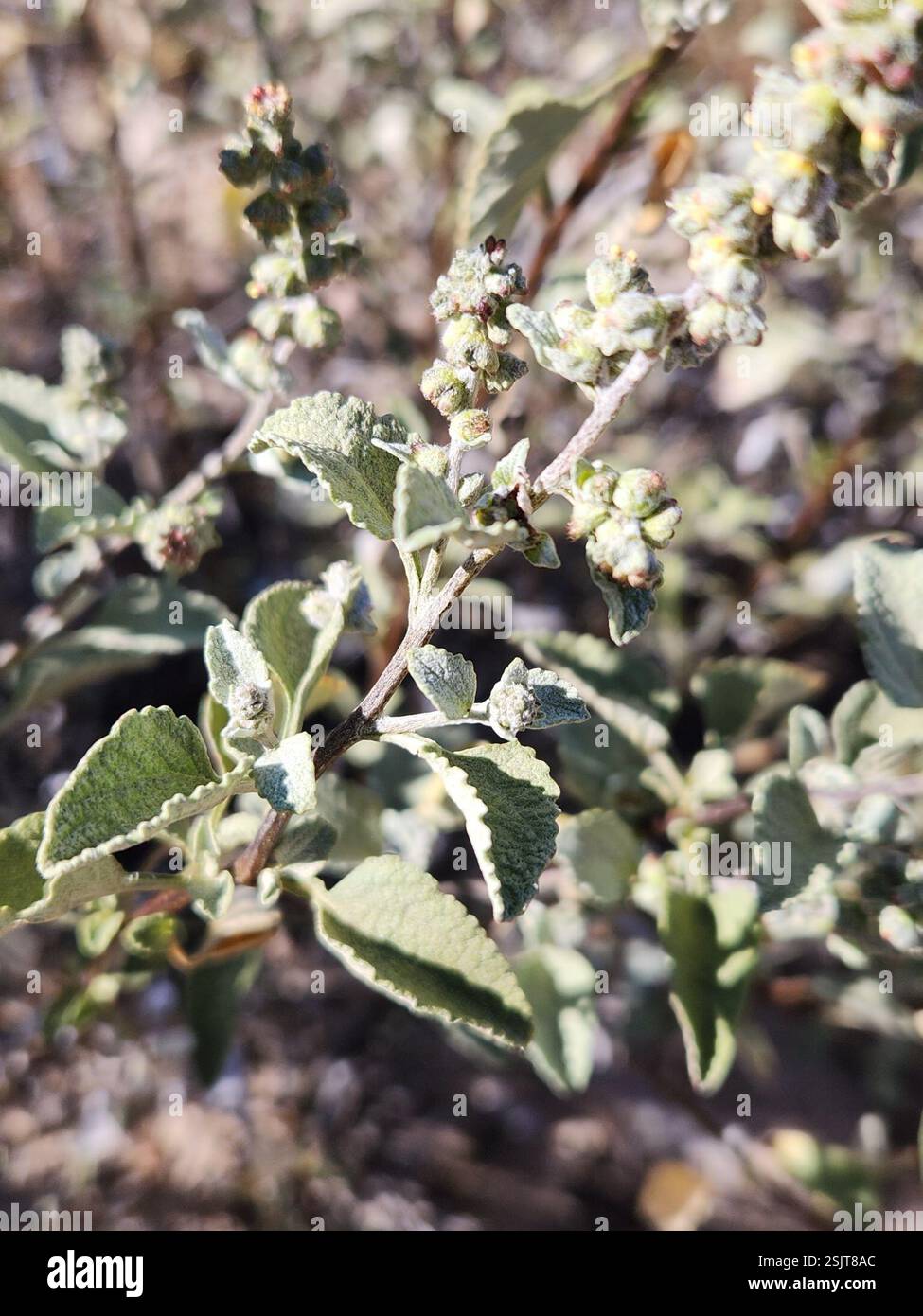 San Diego Bursage (Ambrosia chenopodiifolia), Plantae, Ensenada, MX-BN, MX Foto Stock