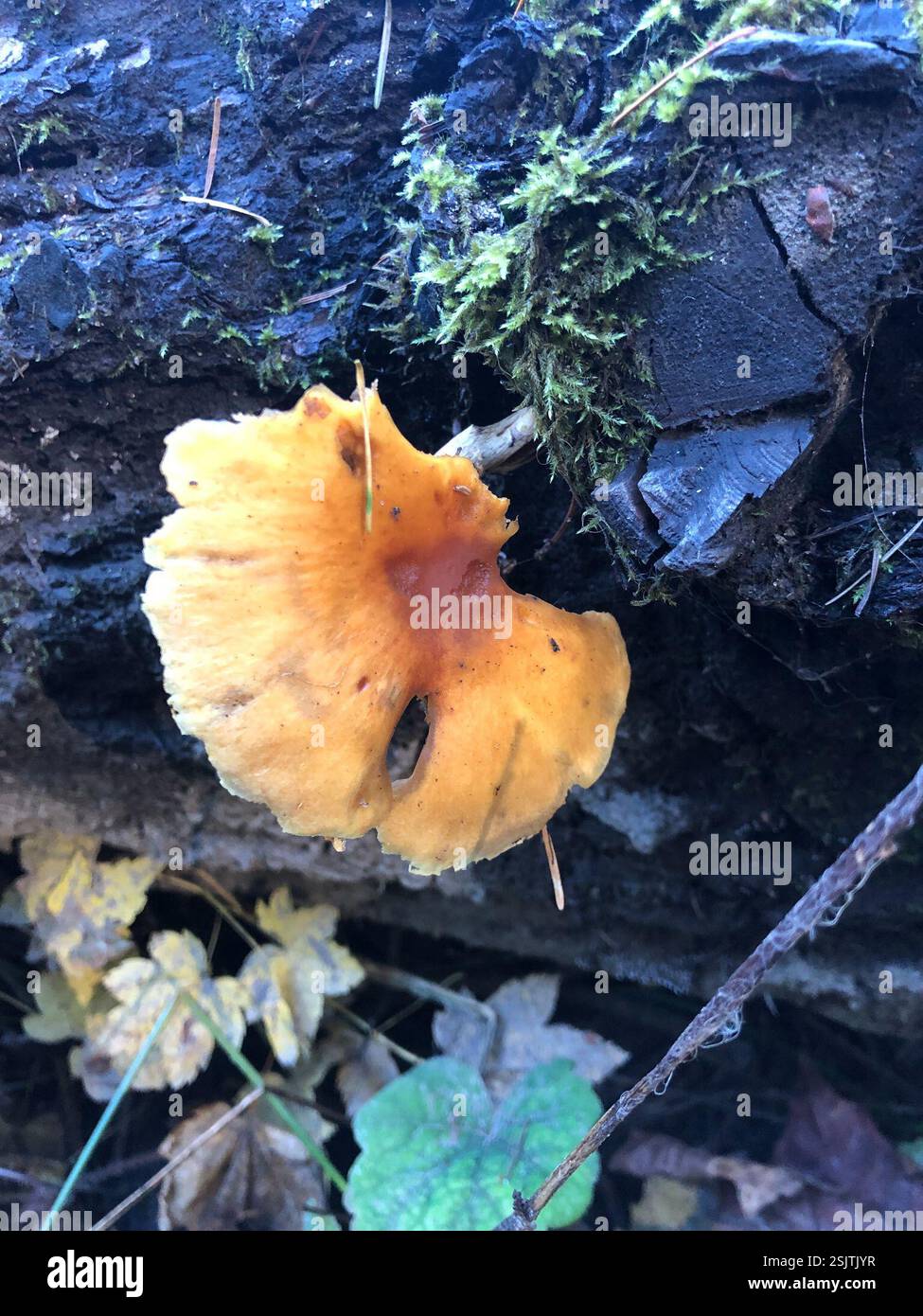 Funghi, funghi da staffa, palle di puffa e alleati (Agaricomycetes), funghi, Spencer Butte Park, Eugene, OREGON, USA Foto Stock