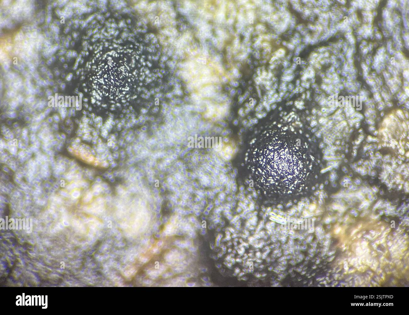 (Sporormiella tela), funghi, Bronx, NY, Stati Uniti, spore 73-86μm x und 8,5-11,5μm. Corpi fruttiferi multipli estremamente tomentosi coperti da una trama miceliale nera Pseudothecia fino a 0,6 mm di larghezza. 7-11 cellule cellulari, 8 cellule più comuni, seguite da 9 e 10 cellule, 11 e 7 cellule rare che crescono su sterco di branta canadensis menzionato da Richardson dall'Islanda; nuovo clade non descritto, potenzialmente in Preussia piuttosto che Sporormiella corrisponde a un campione di terreno proveniente dall'altopiano tibetano con 3bp di differenza (4600m di altitudine) e due campioni di suolo estoni per albero filogenetico vedere l'ultima immagine sequenza LSU OR226402 olotipo per Foto Stock