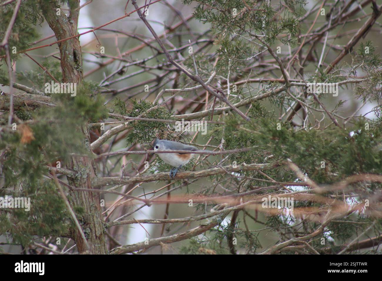 Tufted Titmouse (Baeolophus bicolor), Aves, Lambton County, ON, Canada Foto Stock Tufted Titmouse (Baeolophus bicolor), Aves, Lambton County, ON, Canada Foto Stock