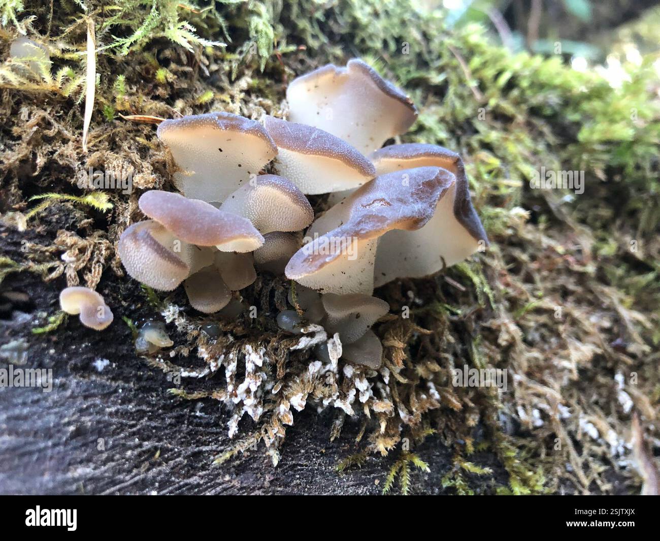 (Pseudohydnum), funghi, Spencer Butte Park, Eugene, OPPURE NOI Foto Stock