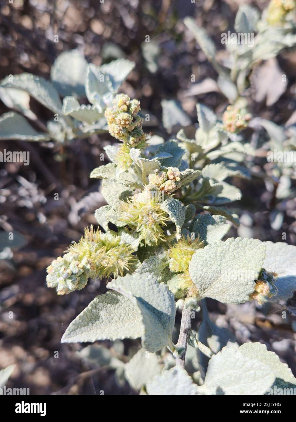 San Diego Bursage (Ambrosia chenopodiifolia), Plantae, Ensenada, MX-BN, MX Foto Stock