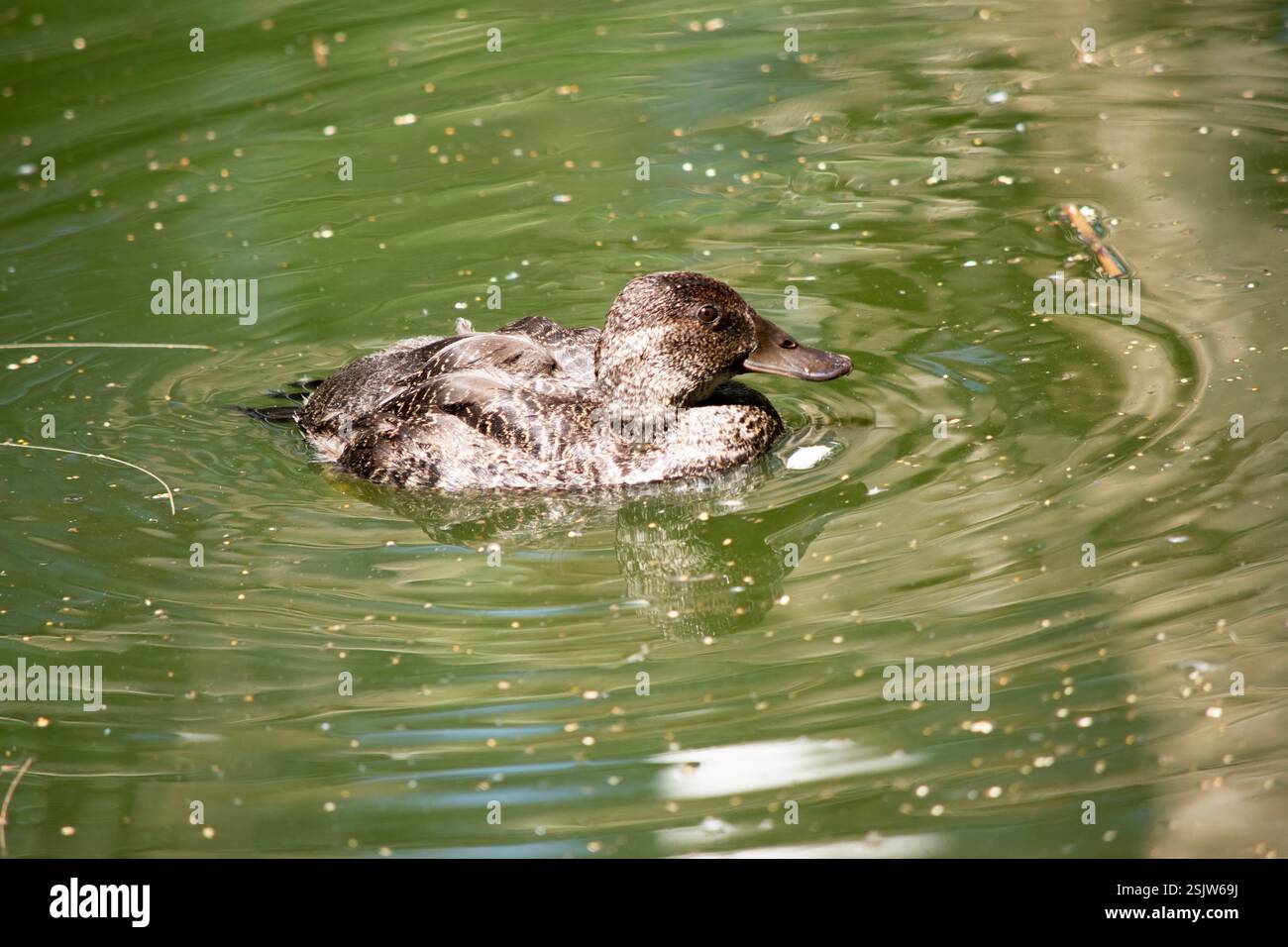 Il corpo della donna è marrone con un becco grigio-marrone. Dieta: Le anatre a becco blu sono onnivore. Foto Stock