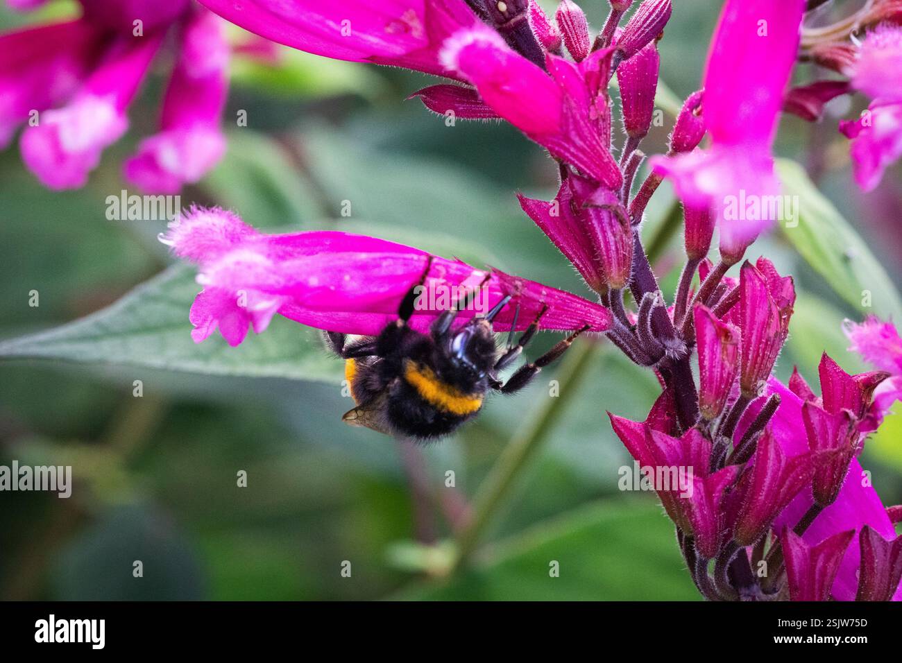 Bumble Bee capovolto su fiori rosa Foto Stock