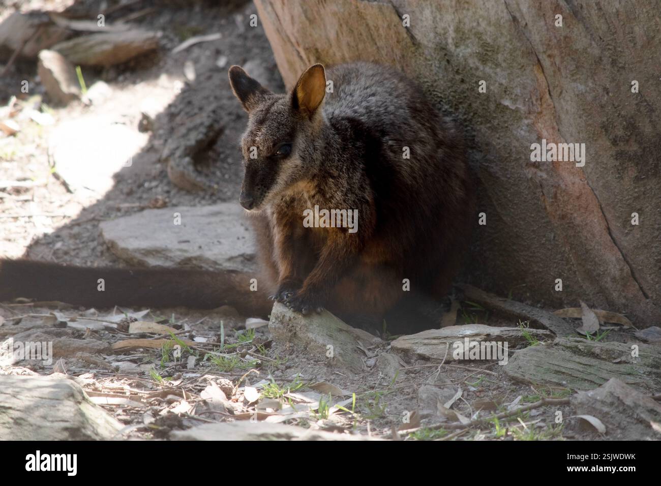 I wallaby rocciosi dalla coda a spazzola hanno una striscia bianca a guancia e una striscia nera dalla fronte alla parte posteriore della testa. Foto Stock