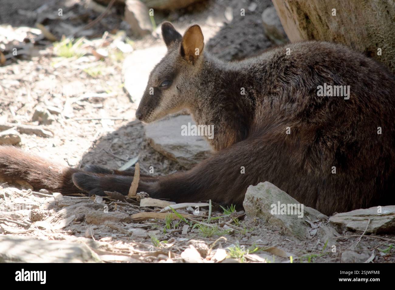 I wallaby rocciosi dalla coda a spazzola hanno una striscia bianca a guancia e una striscia nera dalla fronte alla parte posteriore della testa. Foto Stock