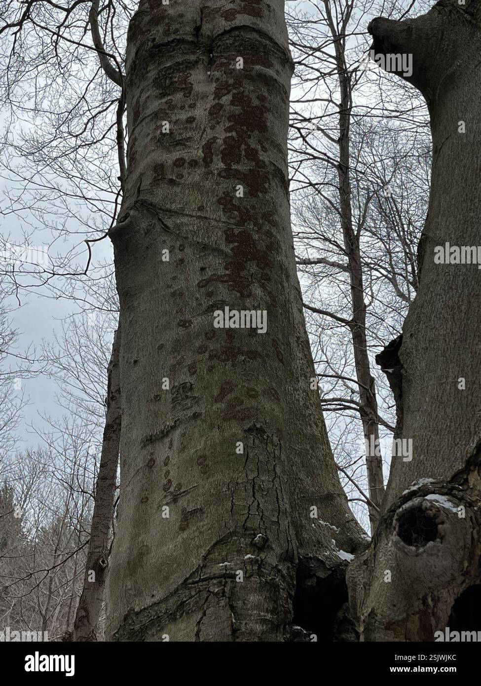 Fungo canker della corteccia di faggio (Neonectria faginata), funghi, Hyde Park, Londra, ON, CA Foto Stock