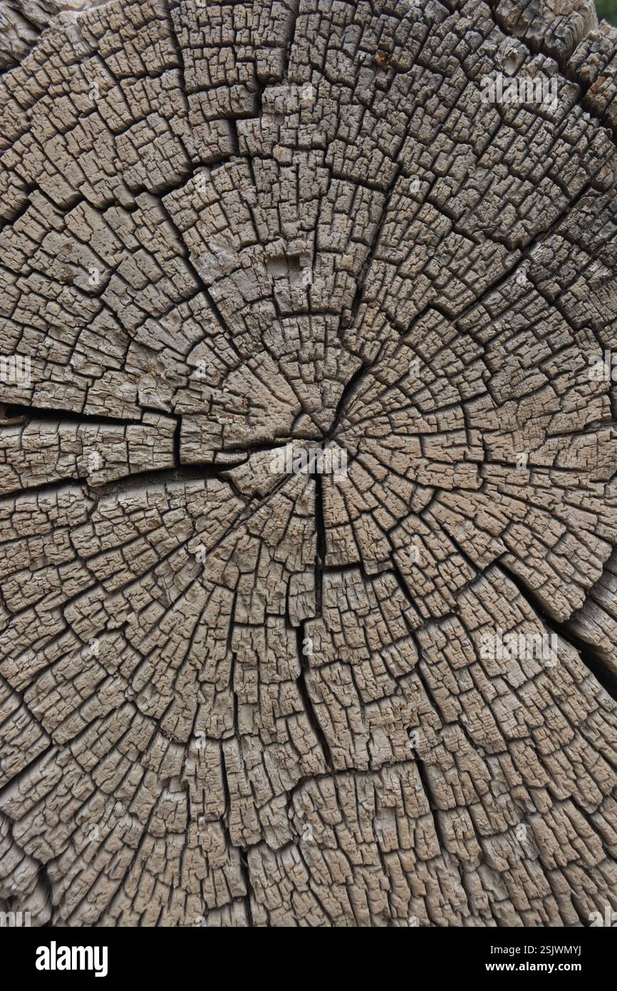 Motivo di crepe in legno naturale Foto Stock
