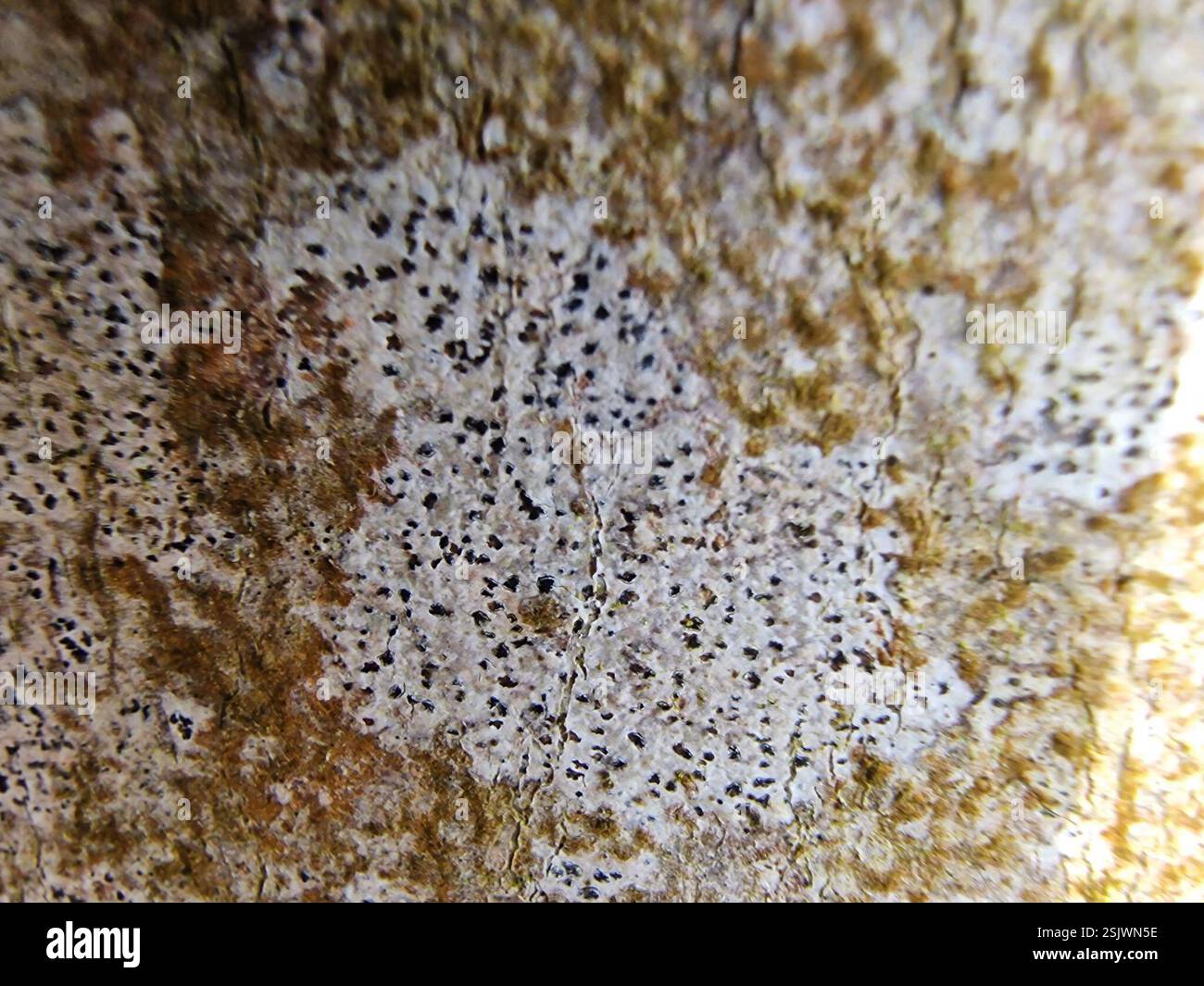 Asterisk Lichen (Arthonia radiata), funghi, Rottingdean, Brighton, Regno Unito Foto Stock