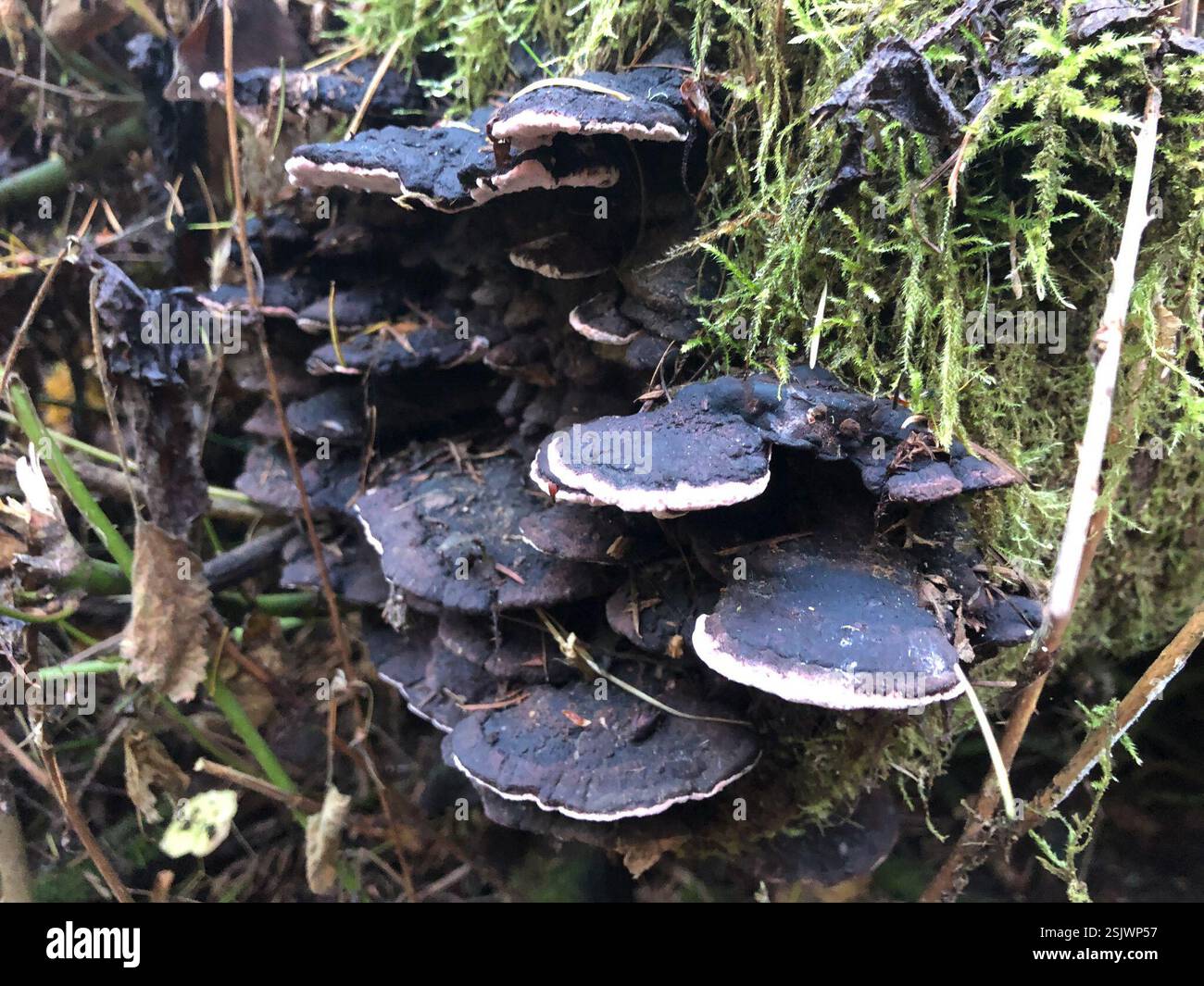 Funghi compresi licheni (funghi), funghi, Spencer Butte Park, Eugene, O NOI Foto Stock