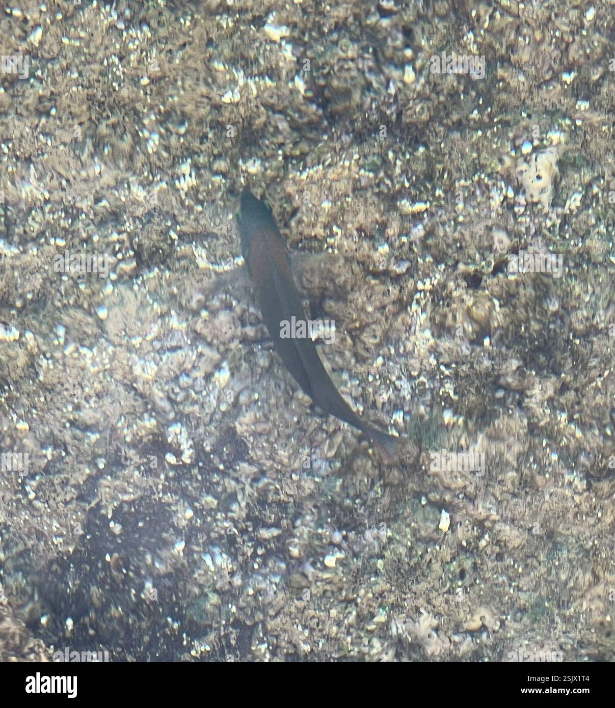 Saddle Wrasse (Thalassoma duperrey), Actinopterygii, Anianikū Cove, 'Ewa, HI, NOI Foto Stock