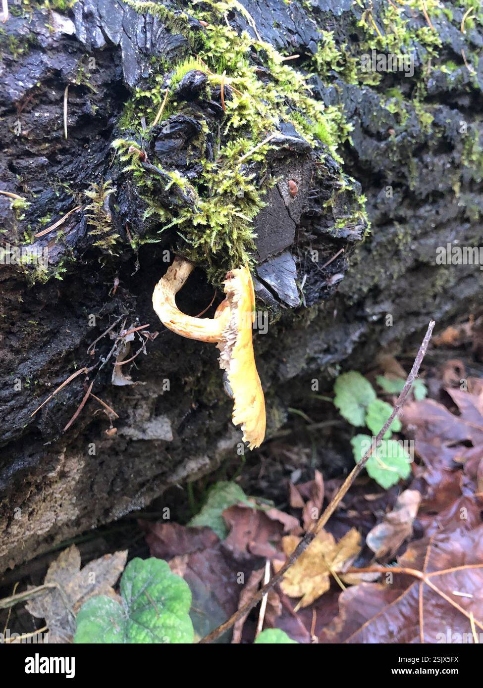 Funghi, funghi da staffa, palle di puffa e alleati (Agaricomycetes), funghi, Spencer Butte Park, Eugene, OREGON, USA Foto Stock