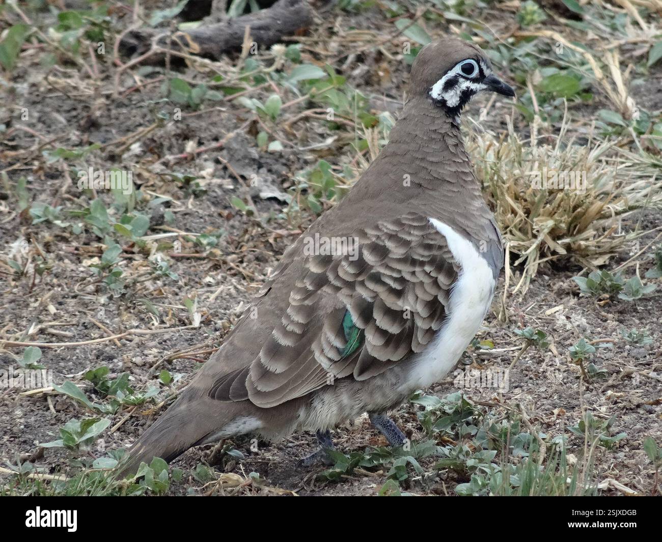 Piccione squatter piccione geophaps scripta australia immagini e ...