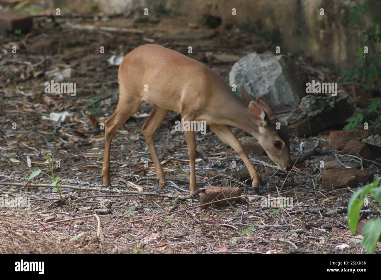 Gray Brocket (Subulo gouazoubira), Mammalia, Unnamed Road, 58720-000, Santa Teresinha - PB, 58720-000, Brasile Foto Stock