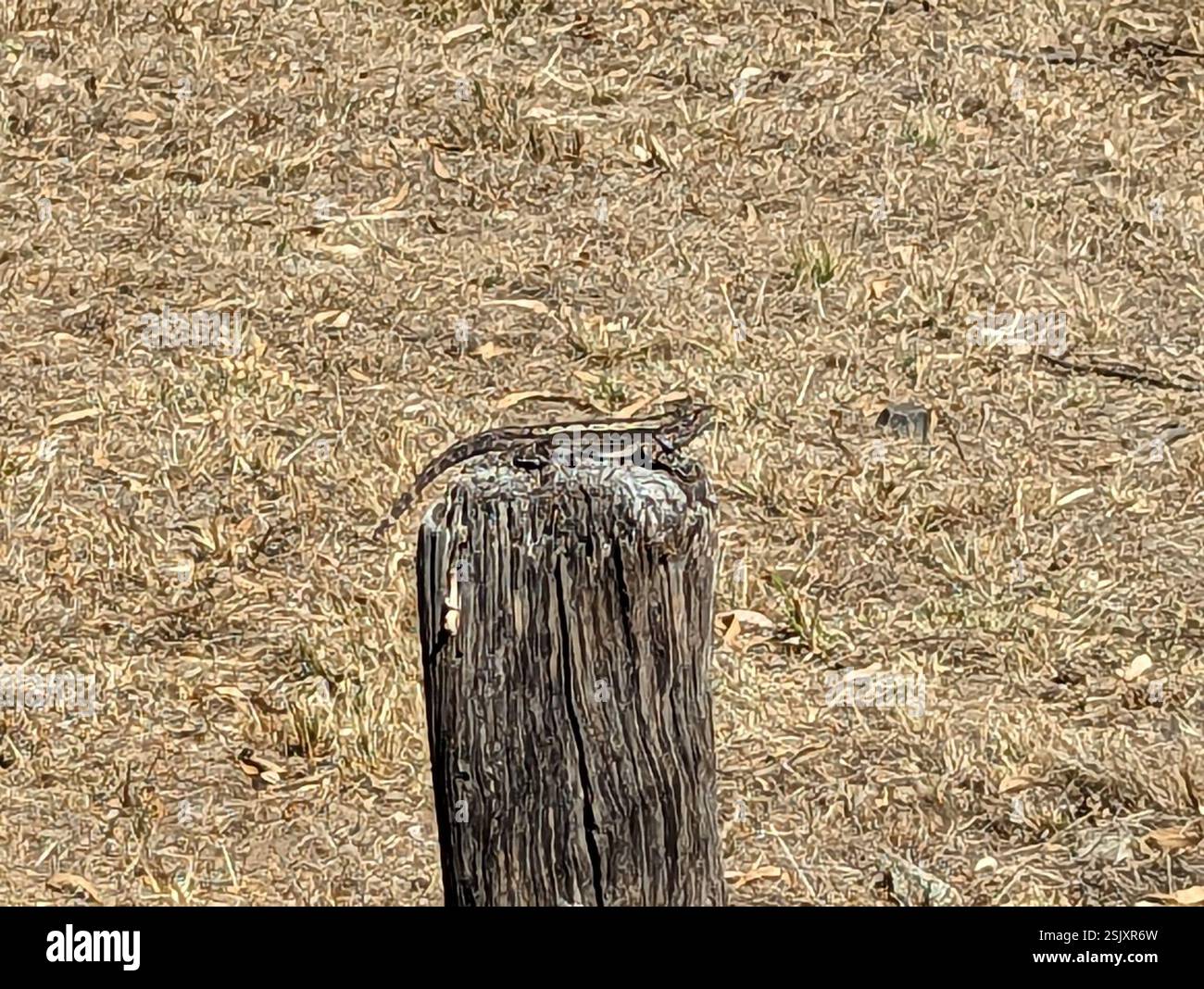 Jacky Dragon (Amphibolurus muricatus), Reptilia, Greenvale VIC 3059, Australia Foto Stock